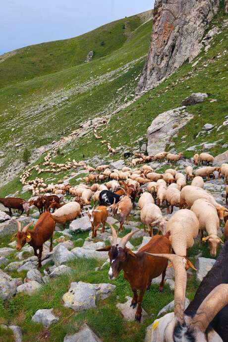 Séjour Transhumance d’été en haute Roya