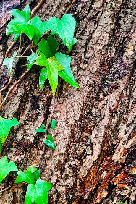 Balade découverte des arbres en hiver