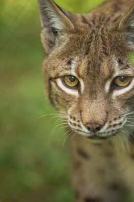COMPLET - Activité enfant 4-7 ans - Le lynx, ce voisin bien discret - Maison du Marais