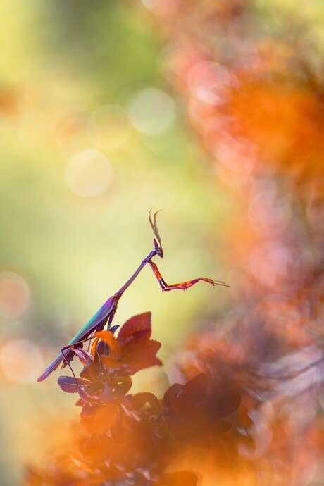 Picture for Nature 2026