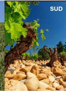 Atelier École des Vins - La Battle des Crus nord - sud