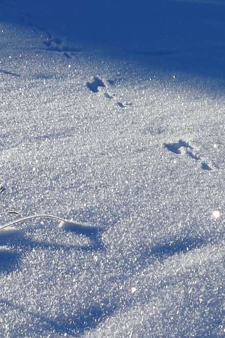 Balade raquettes famille En quête des empreintes
