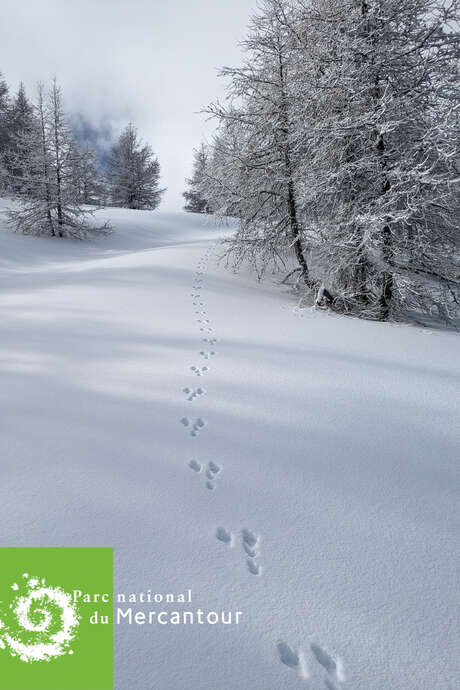 Sur les traces des animaux en hiver