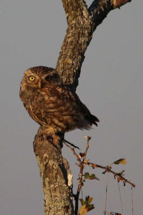 Owl Night at the Moëze-Oléron Nature Reserve