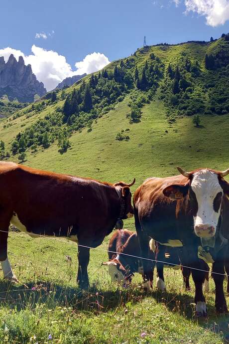 Balade découverte : Le réveil des alpages