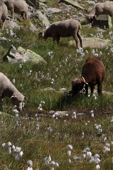 Rencontre avec le Parc national des Ecrins : pastoralisme et environnement
