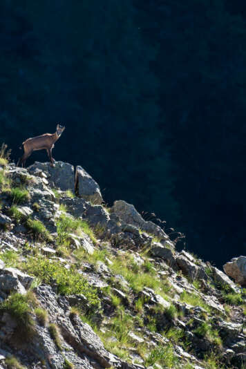 Chamois à la tombée de la nuit