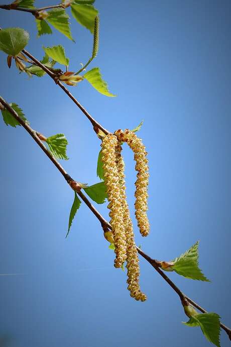 Arbres, fleurs et compagnie