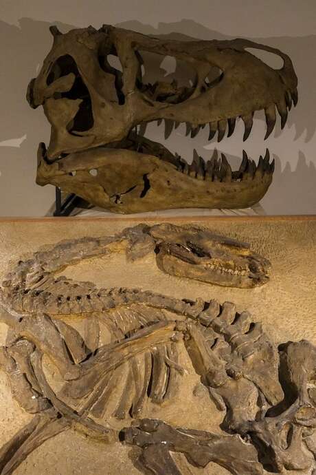 Dans la peau des paléontologues