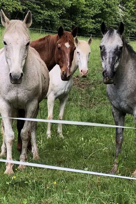Stages loisirs ou perfectionnement à cheval ou double poney.