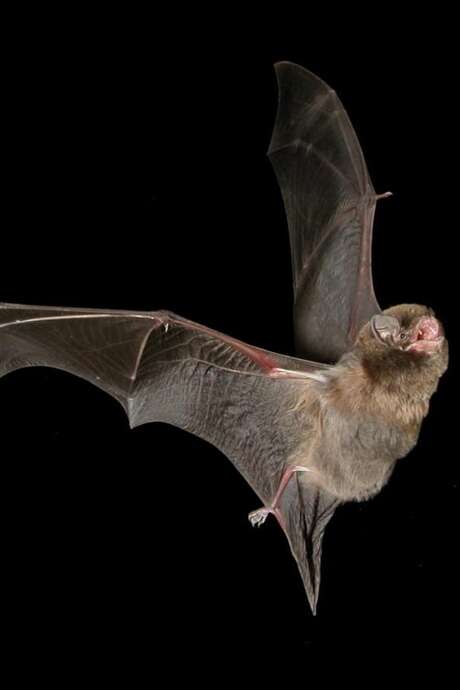 A l'écoute des chauves-souris à l'ENS de la Sabla