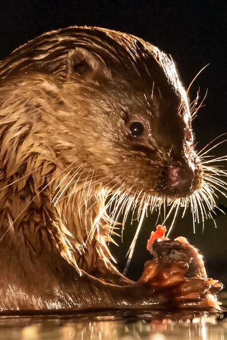 Soirée ciné nature "La Loutre, en toute intimité"