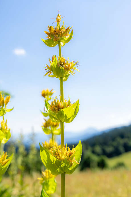 Stage : Créer son jardin médicinal