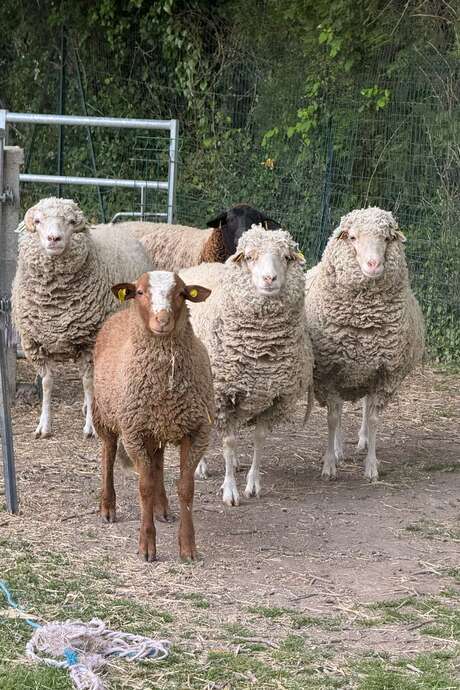 Week-end mouton à la ferme !
