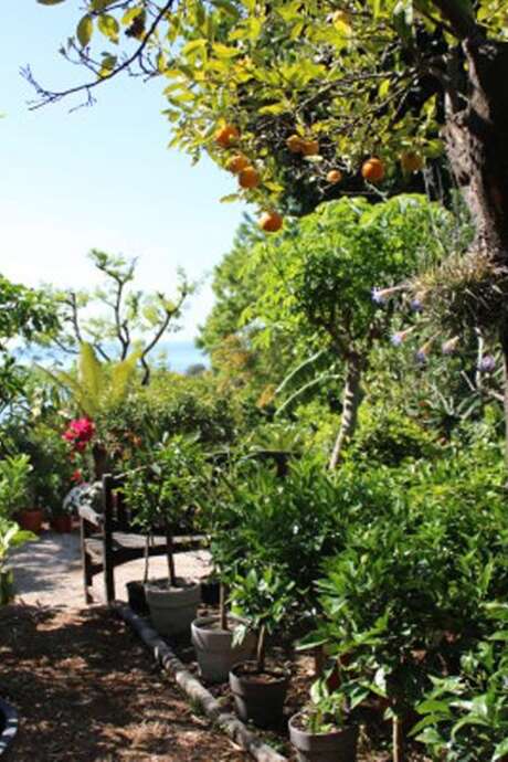 92nd Fête du Citron® - Maison Gannac: guided tour of the orchard and tasting session