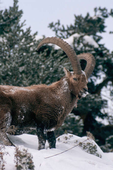 A la découverte de la faune en hiver - Sentier du Fornet