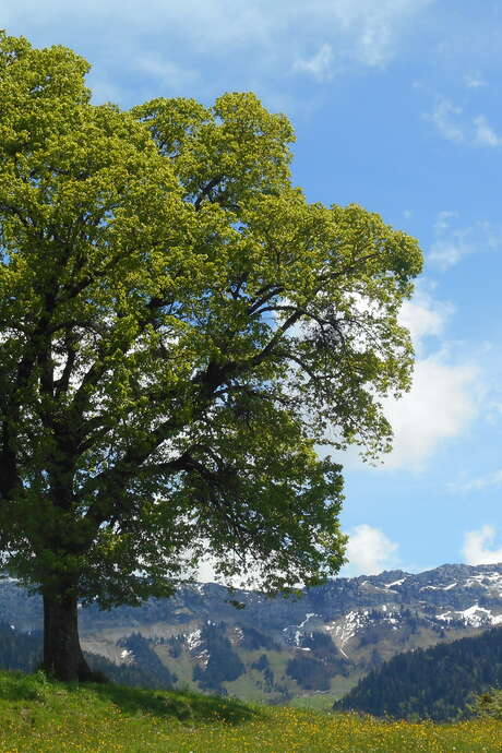 Stage d'initiation à la gemmothérapie, thérapeutique des bourgeons