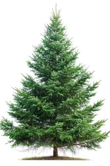 Pourquoi les conifères sont-ils les stars de l’hiver ?