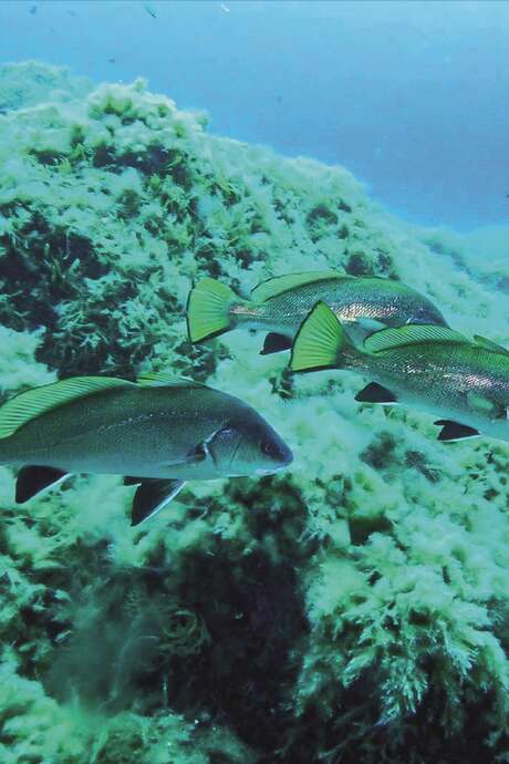 Découverte des fonds marins