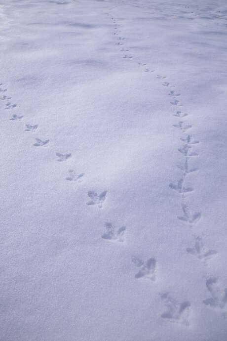 Suis-moi à la trace... Suis-moi à la trace...