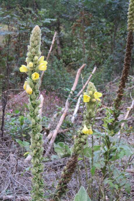 Conference and workshop ‘These plants that have poisoned mankind’.