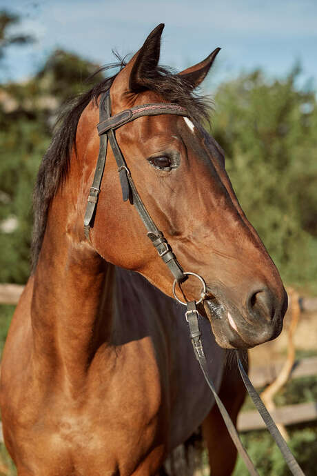 Foire aux chevaux