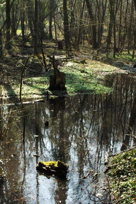 Sortie nature : la tourbière des Chassettes