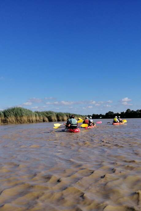 Balade oiseaux et patrimoine au fil de la Charente en kayak