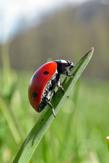 Découverte des insectes du jardin : observation, jeux et atelier manuel