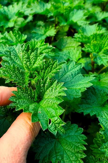 Balade gourmande : Plantes sauvages comestibles et médicinales