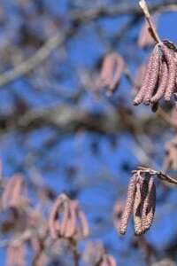 COMPLET - Histoires d'arbres (4-7 ans)  - Maison du Marais