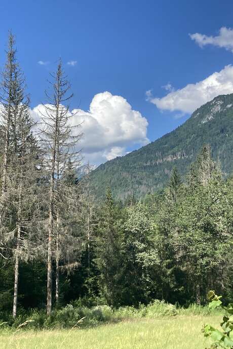 Conférence : L'arbre et les forestiers en péril face au changement climatique