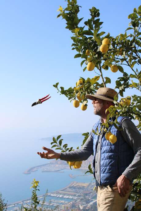 92nd Lemon Festival® - Maison Gannac: Guided tour and picking with Laurent Gannac