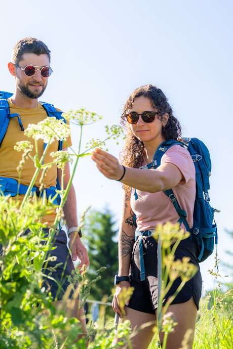Atelier du végétal : les plantes sauvages médicinales