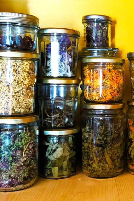 Atelier : Découverte des plantes sauvages comestibles et médicinales