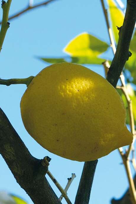 92nd Fête du Citron® - Excursion to the Domaine des 4 Vents citrus grove