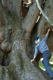 La puissance de l'arbre