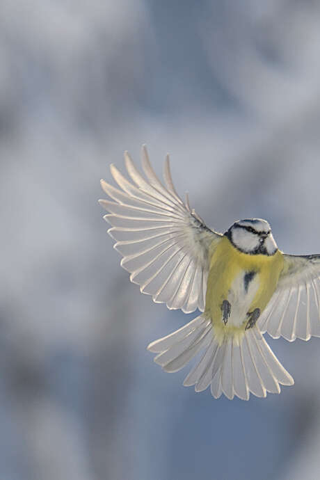 Exhibition “Crossing Paths” - Gaspard Buttin - Nature Film Festival
