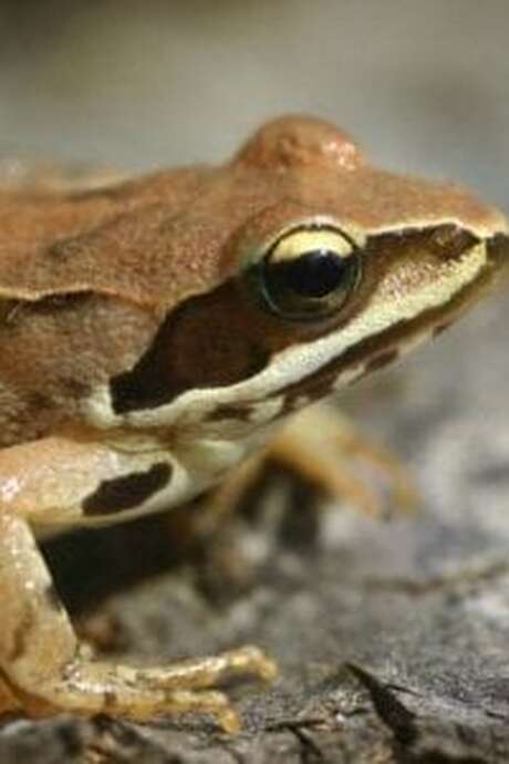 Toads, frogs and friends (ages 4–7) – Maison du Marais de Lavours