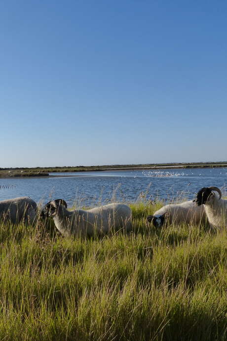 Frühling in den Naturschutzgebieten, morgendliches Treffen in Moëze-Oléron