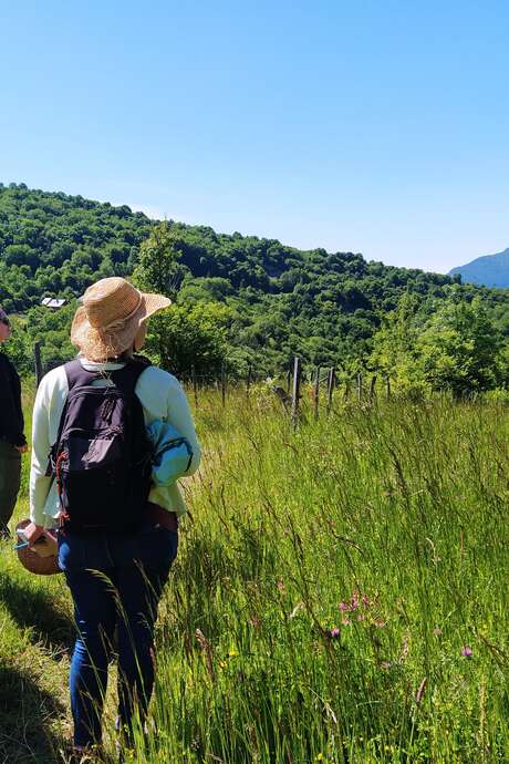 Balade découverte des plantes sauvages comestibles et médicinales