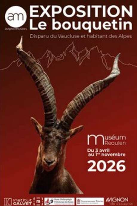 The ibex, extinct in Vaucluse and now a resident of the Alps