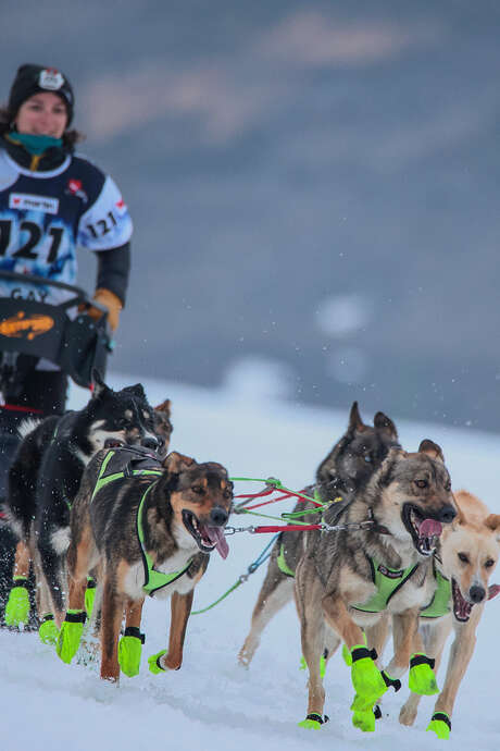 The lekkarod, dog sled race