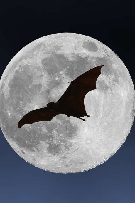 Nuit Internationale de la Chauve-Souris : sortie nocturne et observation