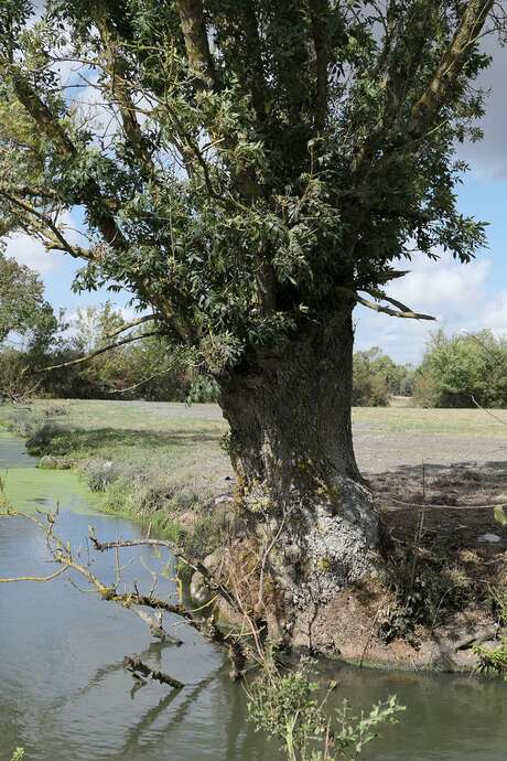 Visite guidée : Explorons à vélo le marais de Muron et ses paysages