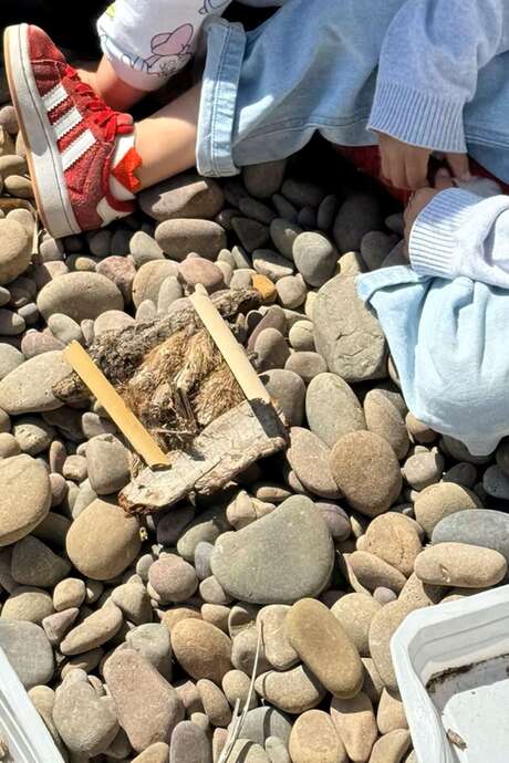 Exploring the natural treasures in the intertidal zone and the Posidonia seagrass beds on Grand Mugel beach