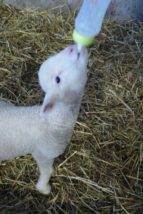 Visite de la ferme Flouka