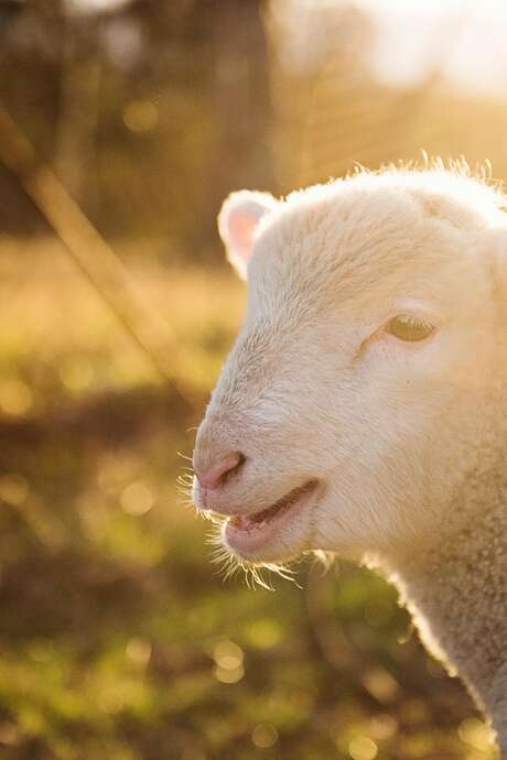 Découverte des animaux de la ferme Gaec Doche