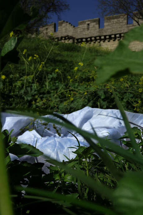 Exposition «Sub Rosa»