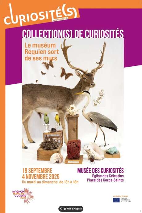 Cabinet de curiosités